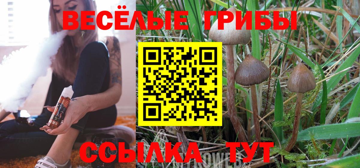 Псилоцибиновые грибы Psilocybe Керчь